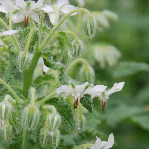 BOURRACHE BLANCHE AB