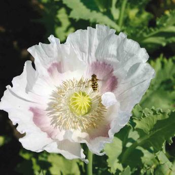 PAVOT DES JARDINS BLANC AB