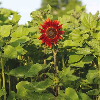 TOURNESOL ROUGE AB