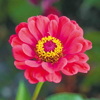 ZINNIA ELEGANS DOUBLE VARIE AB