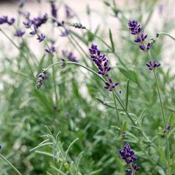 LAVANDE OFFICINALE AB