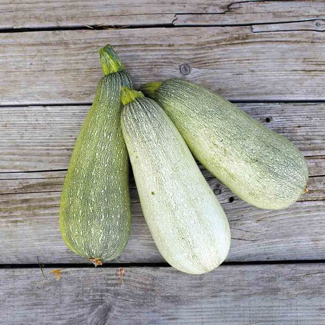 COURGETTE ORTOLANA DI FAENZA AB