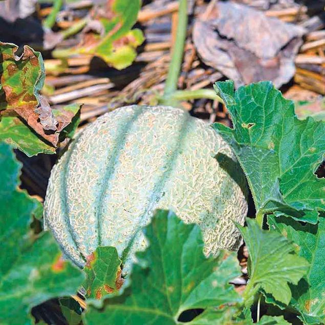 MELON RETATO DEGLI ORTOLANI AB