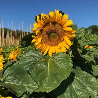 TOURNESOL NAIN JAUNE SIMPLE SUNSPOT AB