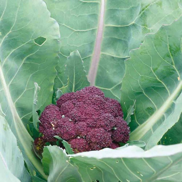 CHOU BROCOLI VIOLET DU CAP AB