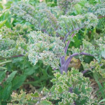 CHOU FRISE KALE ROTER GRUNKOHL AB