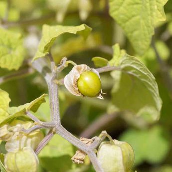 PHYSALIS GOLDIE OU CERISE DE TERRE AB