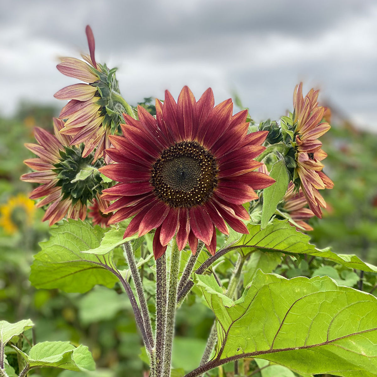 Tournesol BEAUTE D'AUTOMNE