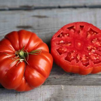 TOMATE COUILLES DE TAUREAU AB