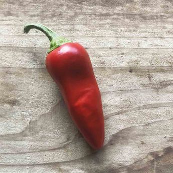 PIMENT GORRIA TYPE ESPELETTE AB