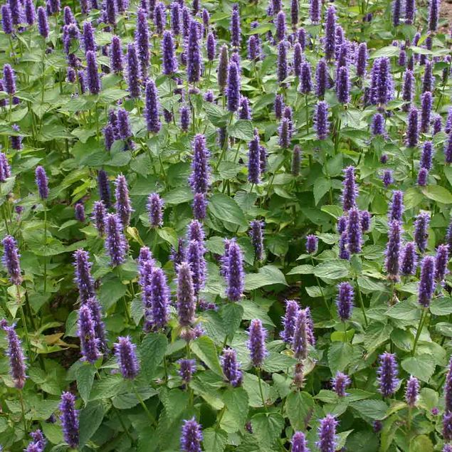 AGASTACHE ANISEE AB