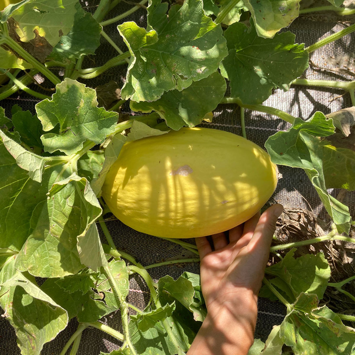 Melon Canari d'Espagne (environ 1 kg)
