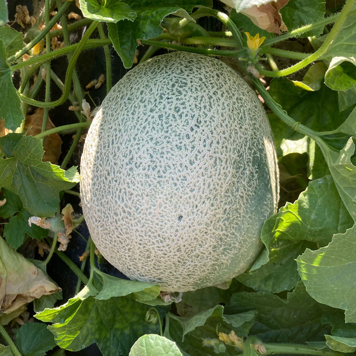 Melon vert - Les Paysans d'ailleurs