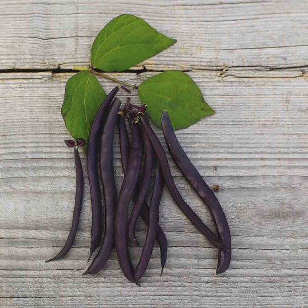 HARICOT NAIN PURPLE QUEEN FILET SANS FIL MANGETOUT AB 10 g