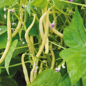 HARICOT NAIN MAJOR MANGETOUT AB 10 g