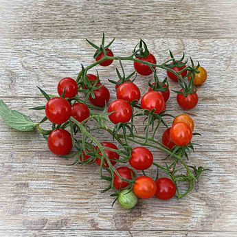 TOMATE GROSEILLE ROUGE TYPE PETIT MOINEAU AB