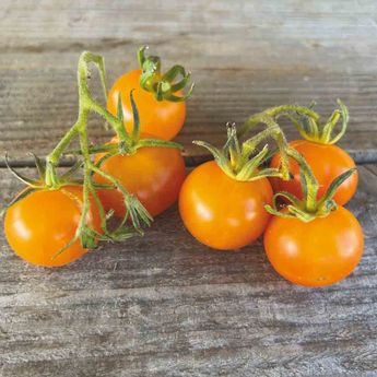 TOMATE JAUNE DE THOUNE AB