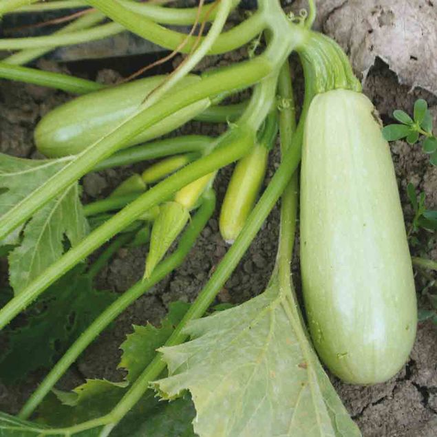 COURGETTE BIANCA DI TRIESTE OU (BIANCA GORIZIANA) AB