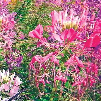 CLEOME VARIEE AB