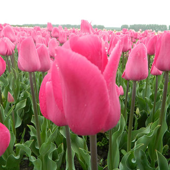 Bulbes de tulipes bio comestibles - Boutique du jardin