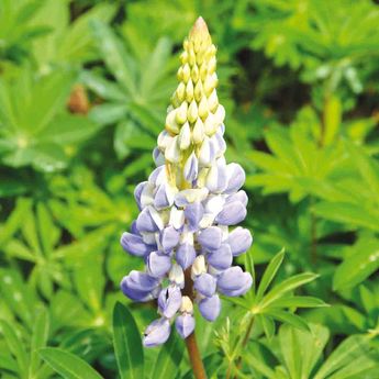 LUPIN BLEU AB 150 g