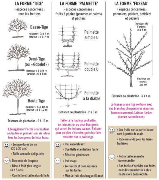 Quand et comment tailler les arbres fruitiers ?