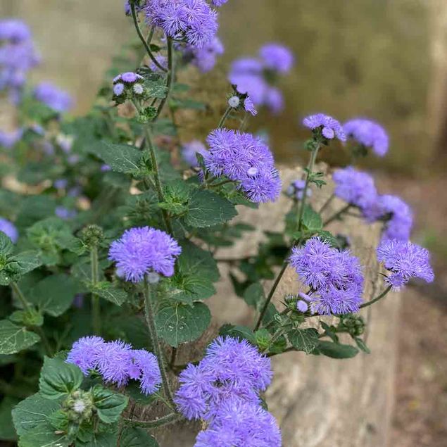 AGERATUM LEDA NT