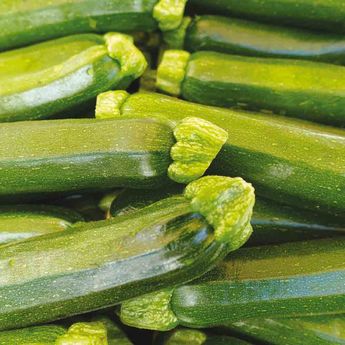 COURGETTE MUTABILE AB