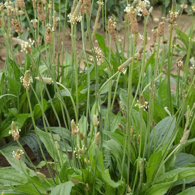 PLANTAIN LANCEOLE AB