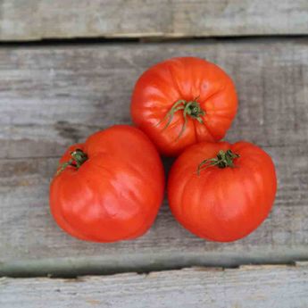 TOMATE COEUR DE BOEUF GEANT REIF RED AB