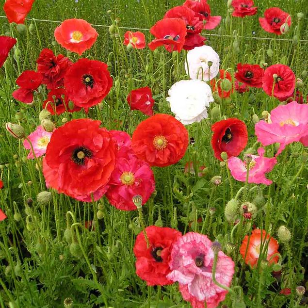 COQUELICOT VARIE AB