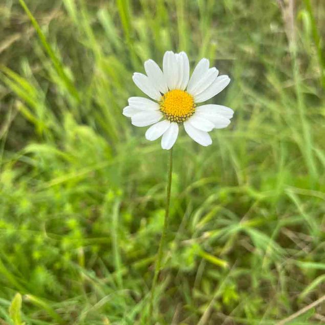 MARGUERITE COMMUNE REINE DE MAI OU MAIKONIGIN AB