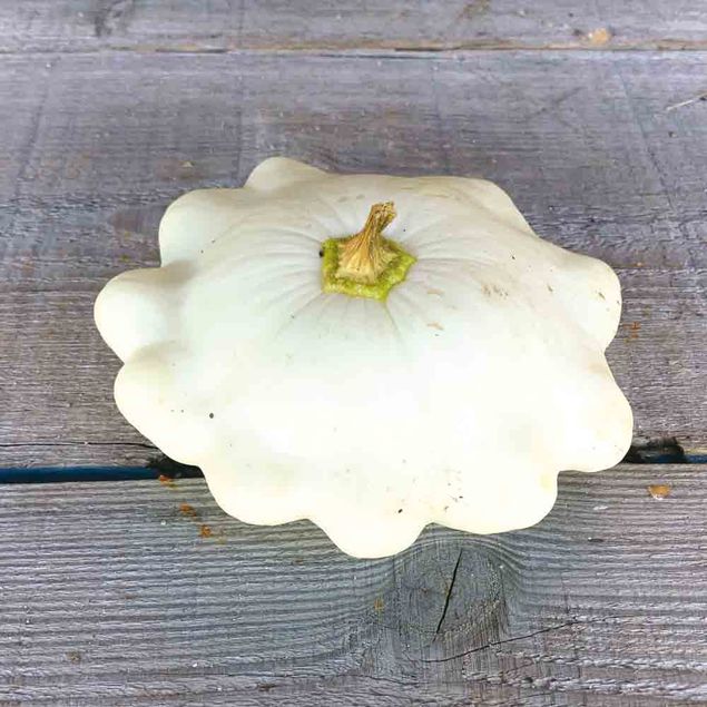 COURGE PATISSON BLANC AB