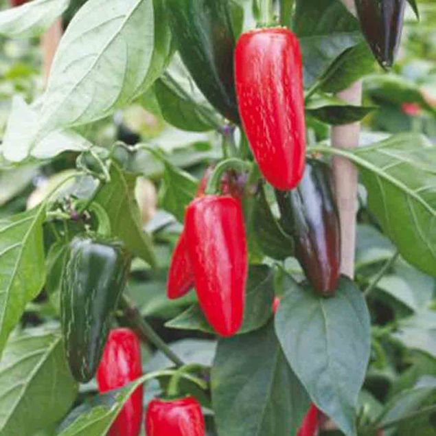 PIMENT JALAPENO ROUGE NT