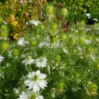 NIGELLE DE DAMAS A CAPSULE VERTE AB