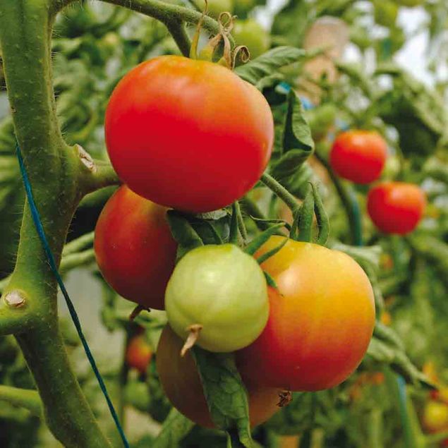 TOMATE PRECOCE DE QUIMPER AB