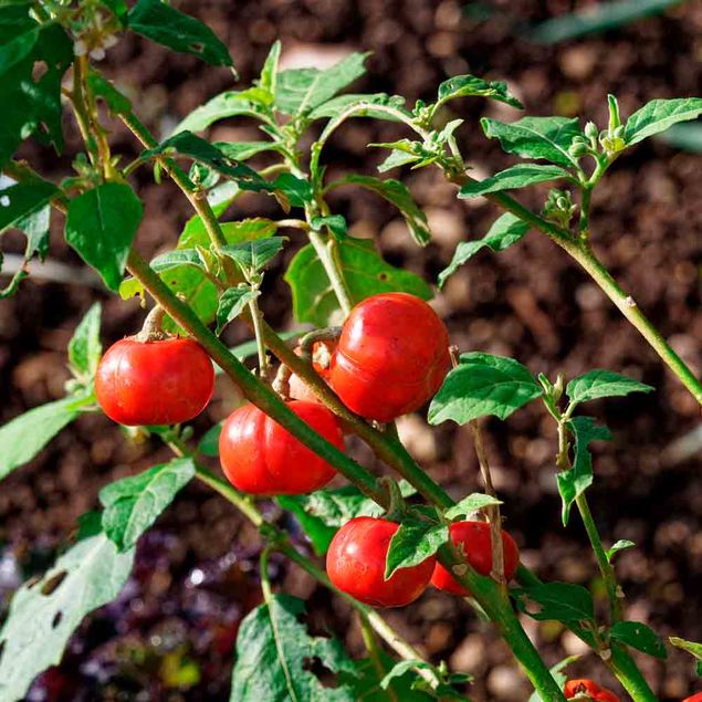 AUBERGINE AFRICAINE GOYO KUMBA AB