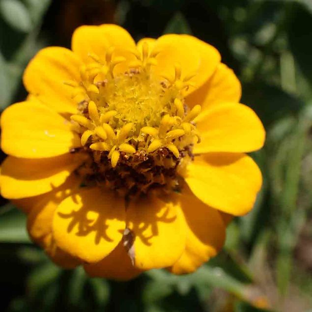 ZINNIA LILLIPUT JAUNE AB