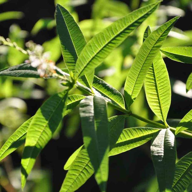 VERVEINE OFFICINALE AB