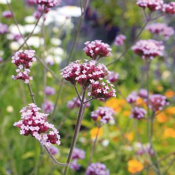 VERVEINE DE BUENOS AIRES AB