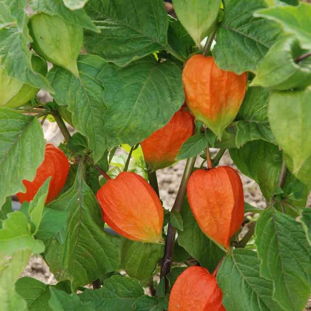 PHYSALIS LE JARDIN DU MOULIN AB  