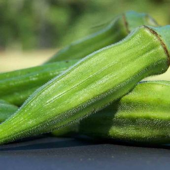 OKRA GOMBO CLEMSON SPINELESS AB