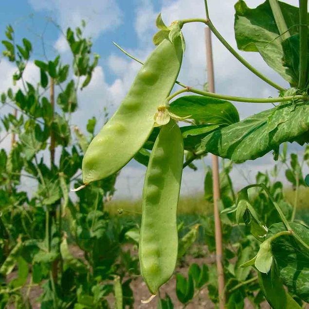 POIS A RAMES D'HIVER FRIEDA WELTEN MANGETOUT AB