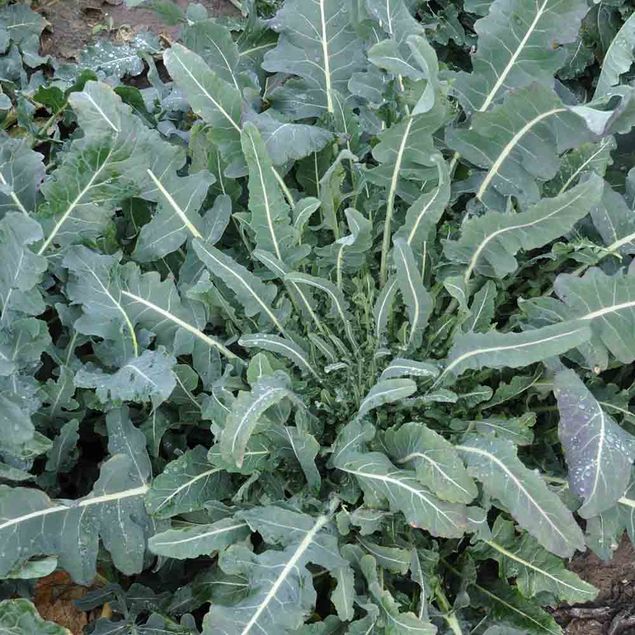 CHOU BROCOLI FIOLARO OU BROCOLI SAUVAGE AB