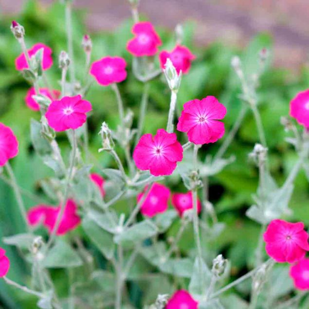 COQUELOURDE DES JARDINS POURPRE AB