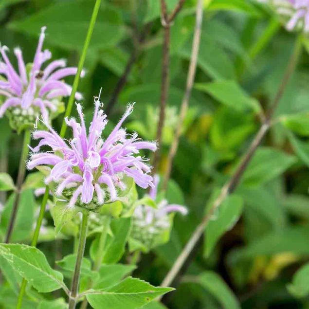 MONARDE BERGAMOTE AB