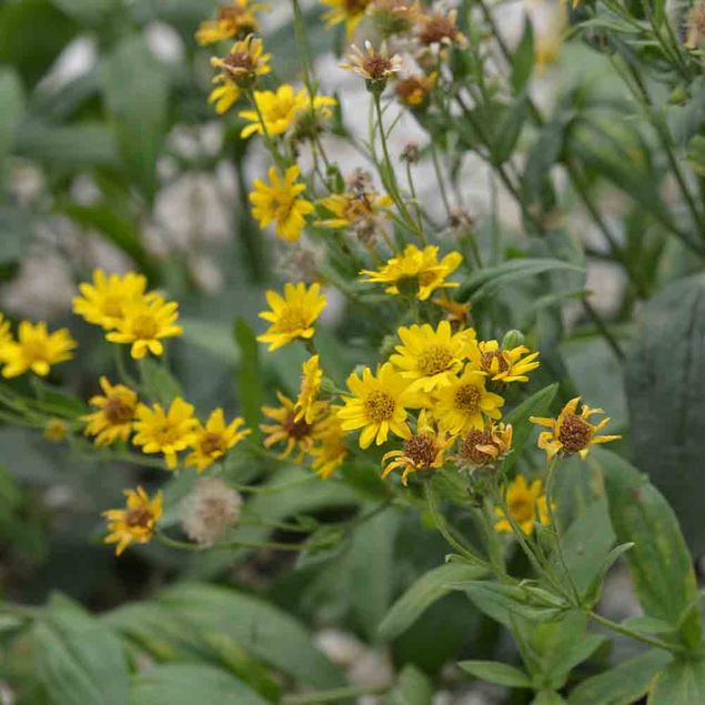 ARNICA DES PLAINES OU AMERICAINE AB