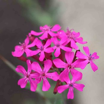 SILENE A BOUQUETS POURPRE AB