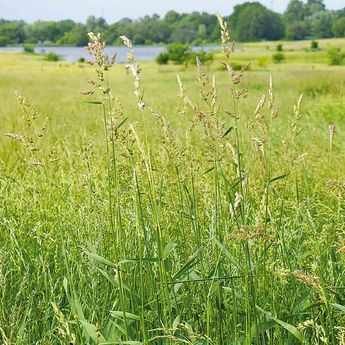 MELANGE FLEURI - GRAMINEES POUR MILIEU HUMIDE NT 50 g