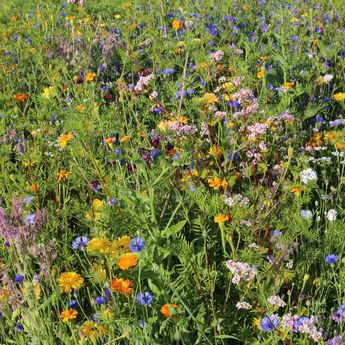 MELANGE FLEURI - AUXILIAIRES ET POLLINISATEURS AB 20 g